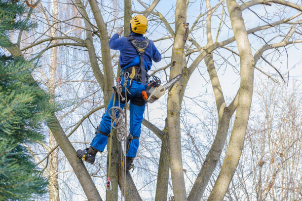 Trusted North Caldwell, NJ Tree Care Experts