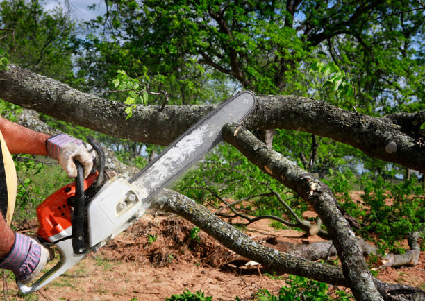 How Our Tree Care Process Works  in  North Caldwell, NJ